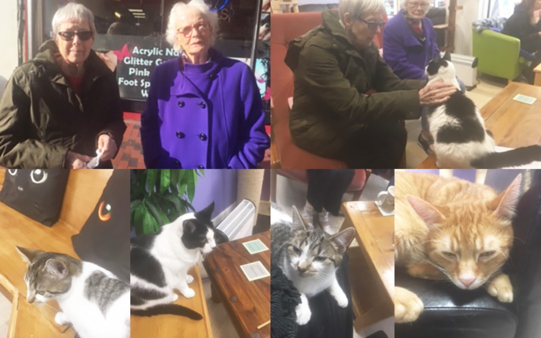 Lulworth House Residential Care Home ladies enjoy coffee, cake and cats