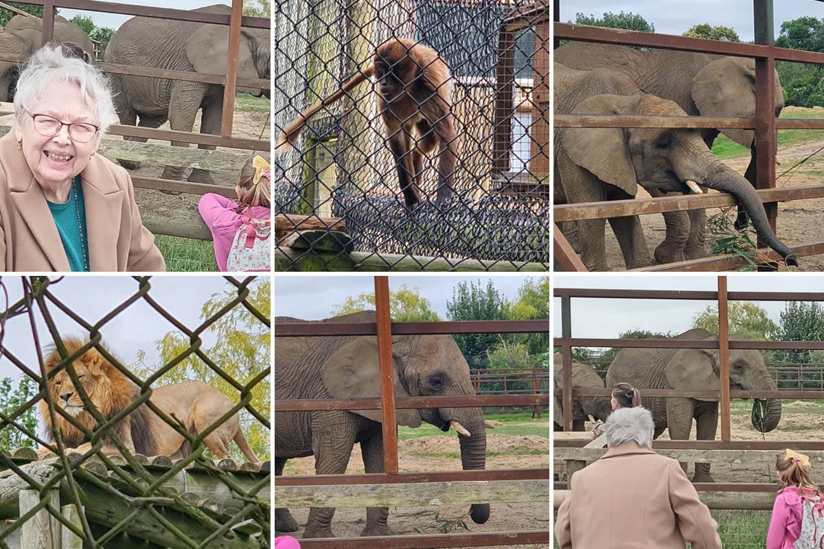 Lulworth House Residential Care Home residents enjoy a roarsome trip to Howletts Zoo